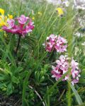Daphne striata